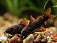 Коридорас венесуэла блэк (Corydoras sp. «Black Venezuela») 