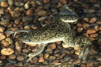 Карликовая водная лягушка Леопардовая