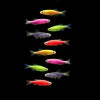 Данио ГЛО цвета рыбок в ассортименте