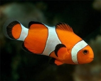 Рыбка-клоун (Amphiprion ocellaris)