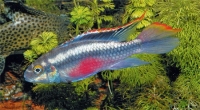 Попугаичик (Pelvicachromis pulcher)