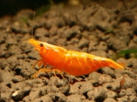 КРЕВЕТКА МАНДАРИНКА (Orange Sunkist Shrimp)