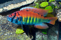 Хаплохромис Ниерери 5-7см (Haplochromis nyererei хаплохромис) 
