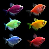Тернеция ГЛО цвета рыбок в ассортименте