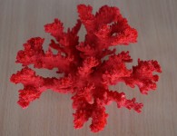 Крашенный коралл красный 10-15см