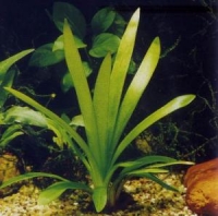 Sagittaria platyphylla - submerse	Сагиттария широколистная (связка)